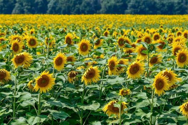 sunflower field
