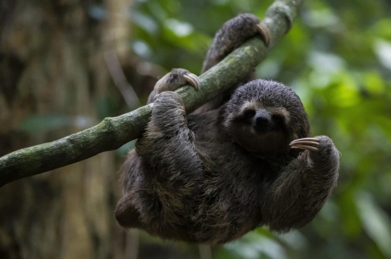 A young sloth hangs from a branch at a botanical garden in Rio de Janeiro, Brazil, March 13, 2023. (AP Photo)