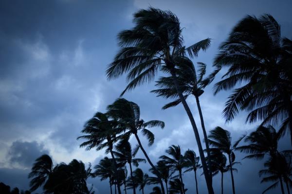 Palm trees in high wind.