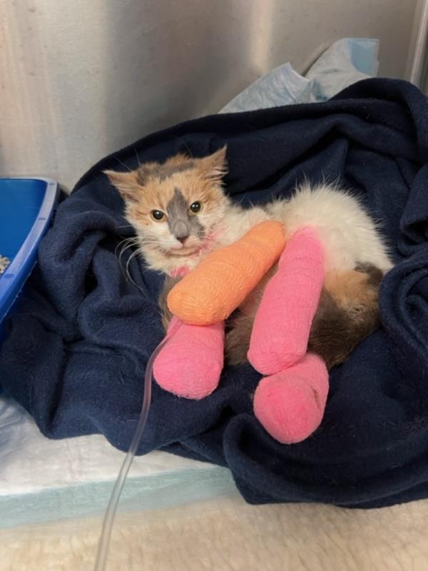 An injured cat with all four paws bandaged.