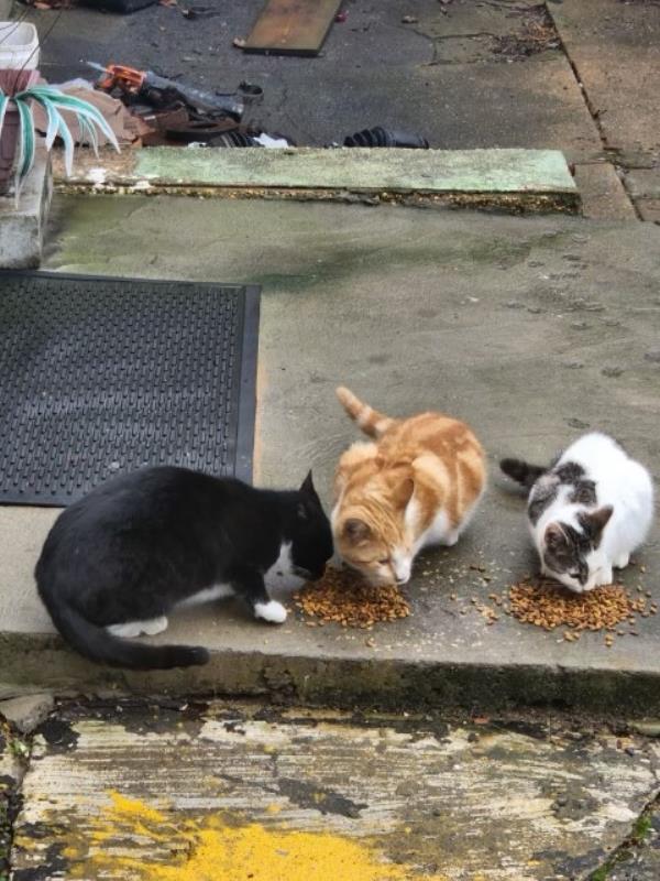 Three stray cats and kittens eating food.