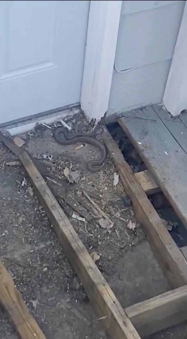 Snake