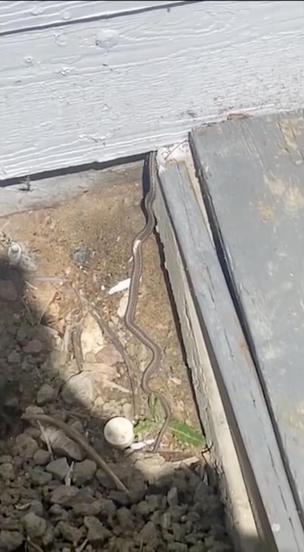Snakes.