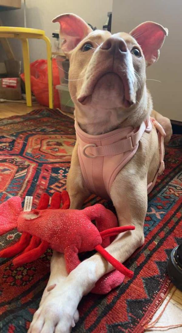 abando<em></em>ned pitbull