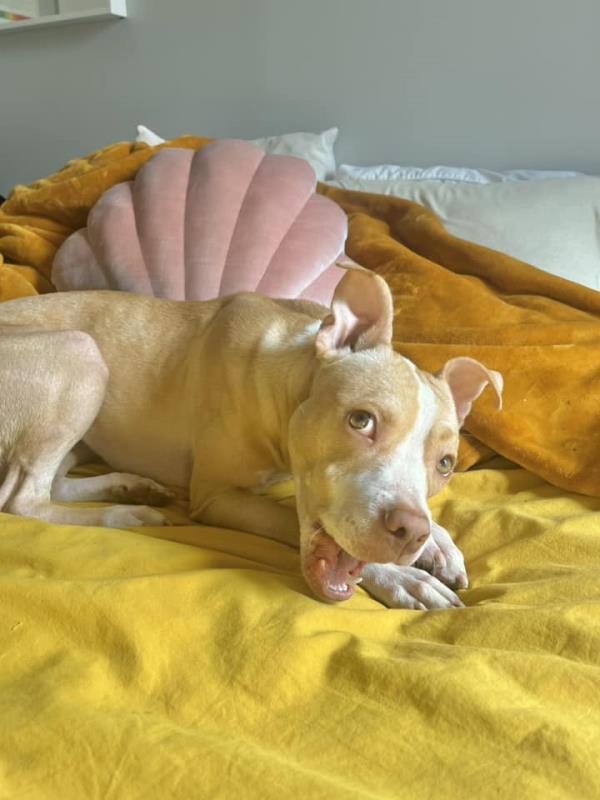 Peaches the abando<em></em>ned dog