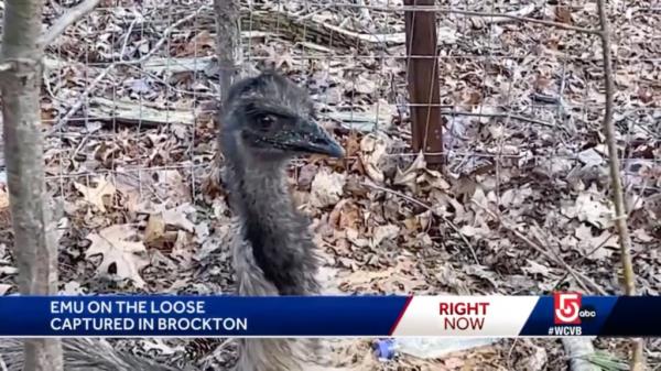 emu