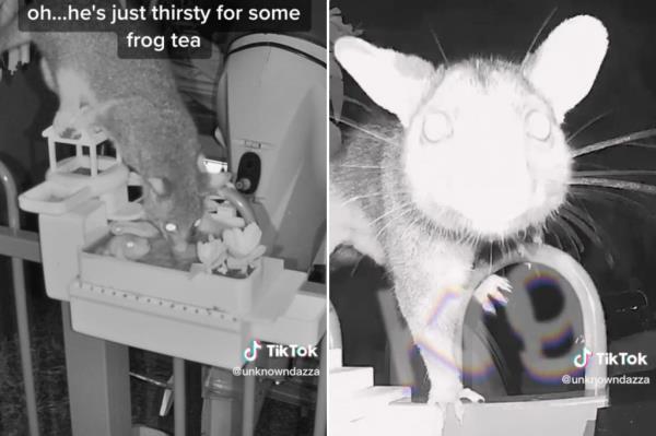 The possum turned out to be a friend. 