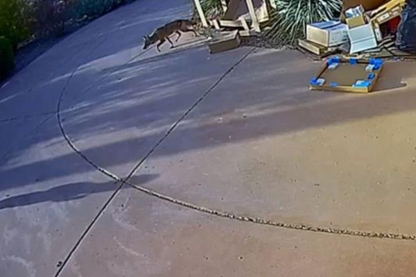 Arizona officials are searching for a large coyote that reportedly injured two toddlers in separate attacks in Scottsdale this week.