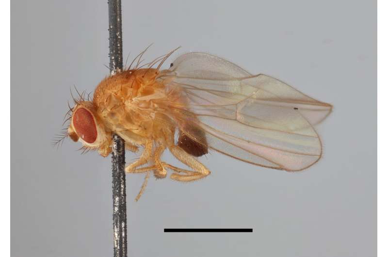 200-year-old DNA helps map tiny fly's genetic course to new lands, modern times