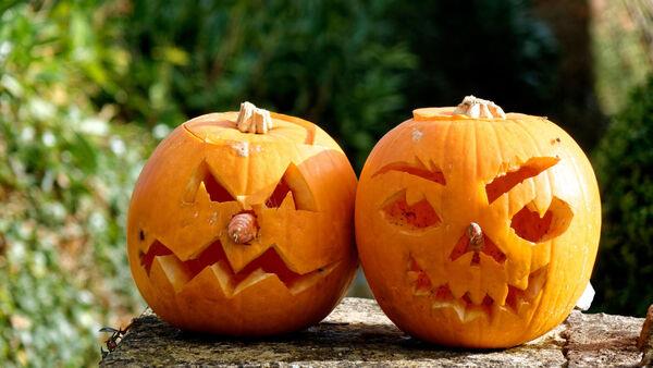 Gardening: How to grow your own Halloween pumpkins