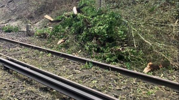 Fallen trees near a train line in the Network Rail, Wessex, area. Pic: Network Rail Wessex