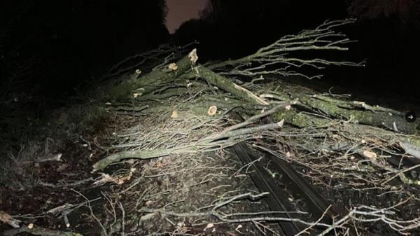 Fallen trees near a train line in the Network Rail, Wessex, area. Pic: Network Rail Wessex