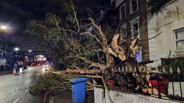 Photo of a fallen tree in Forest Hill, London. Pic: Michael Snasdell/PA Wire